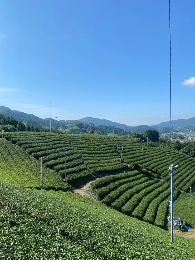 茶園景象