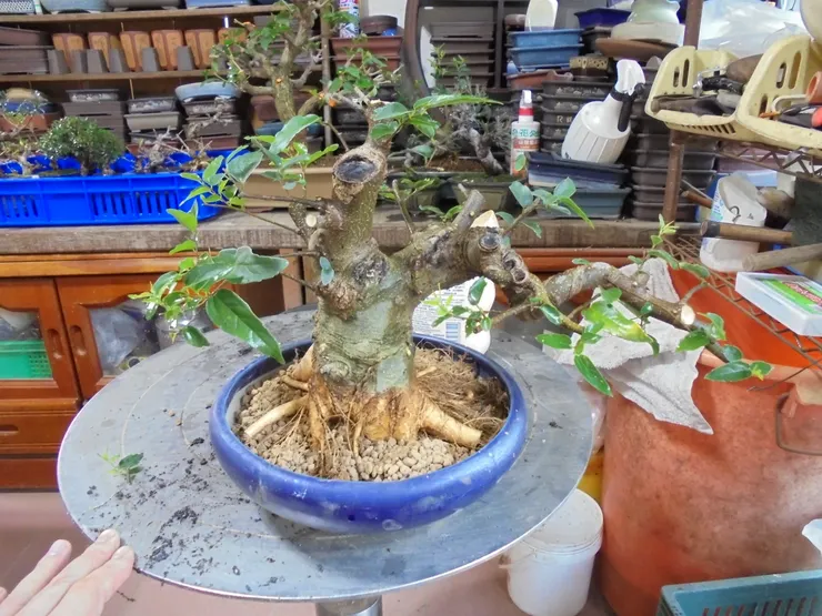 換土洗根與配盆