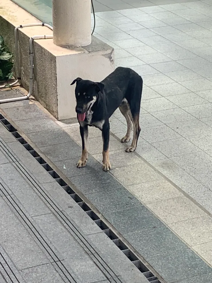 汶萊很多街上的小狗，不知是放養還是流浪的。