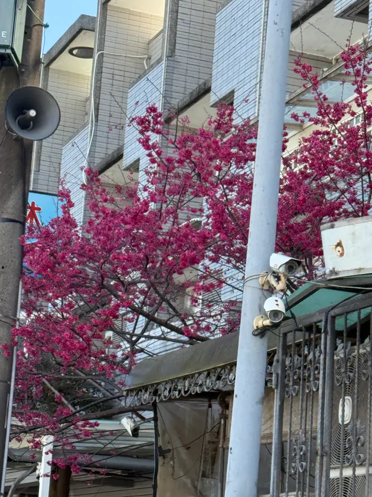 2026/02/23 蘋果村社區的櫻花