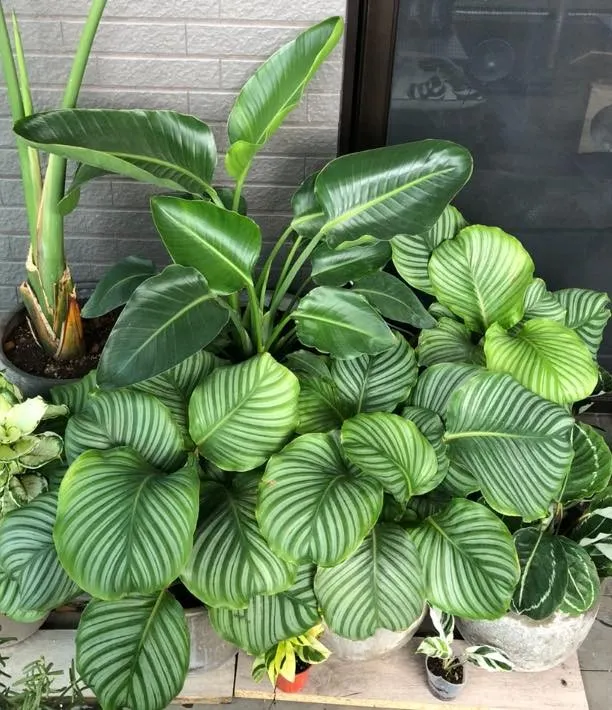 8Calathea orbifolia(Linden) H.A.Kenn.