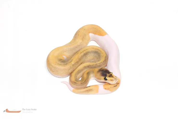 Champagne het Pied 50% het Albino