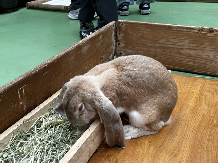 大耳兔