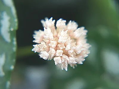 src