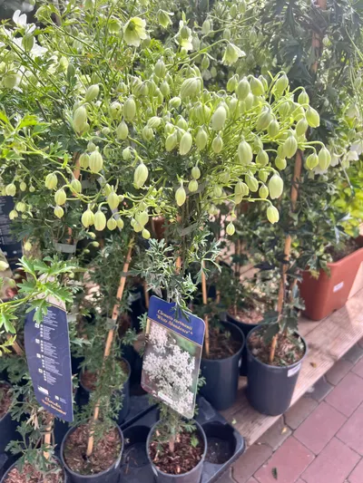 從自助旅行進入巴哈花精