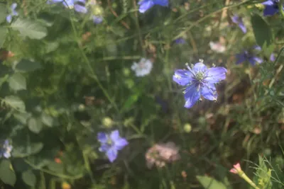 cookie islands _pinkoi