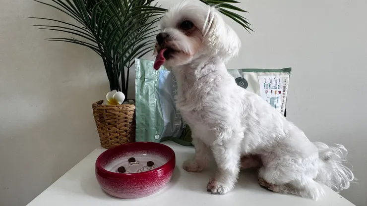 可以開動了嗎...？