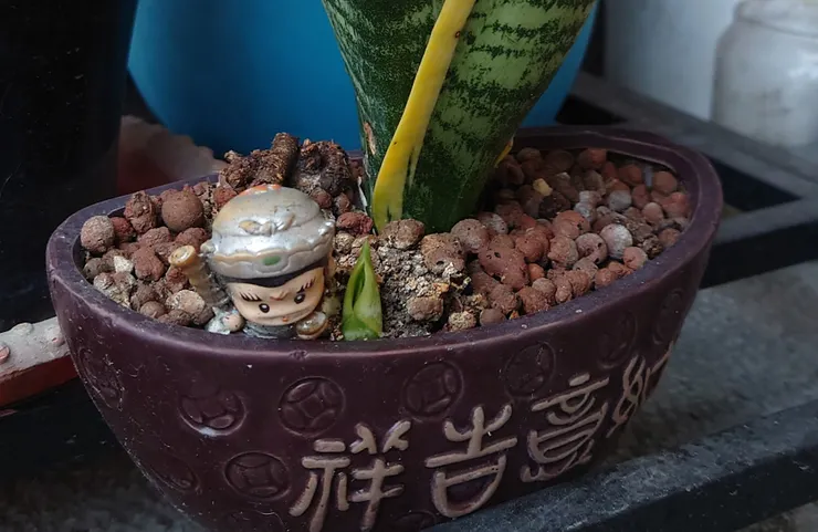 初冒小芽(2025/4/28攝)