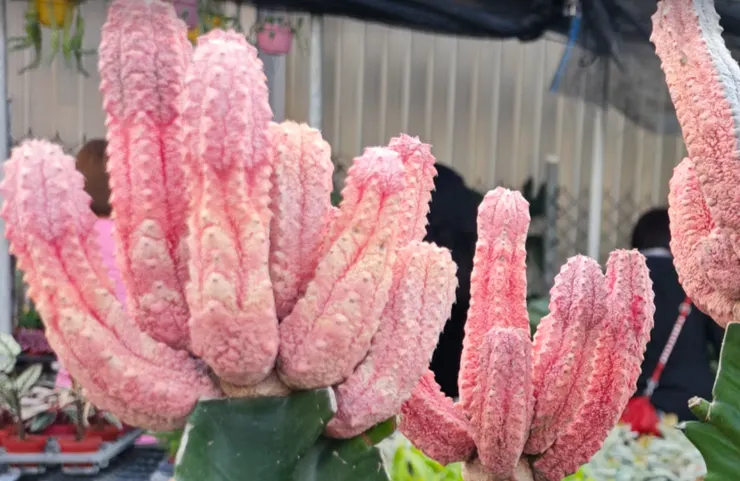 亞迪亞之淚」,是一種極為稀有的嫁接仙人球