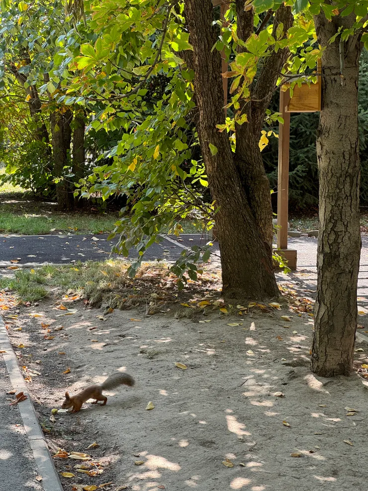 在公園散步遇到的松鼠