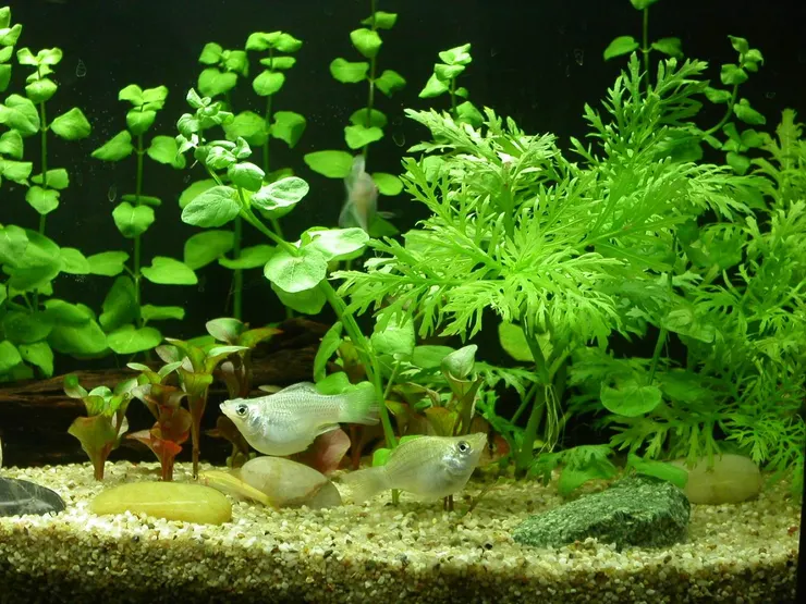 水族箱(李建崑攝影)