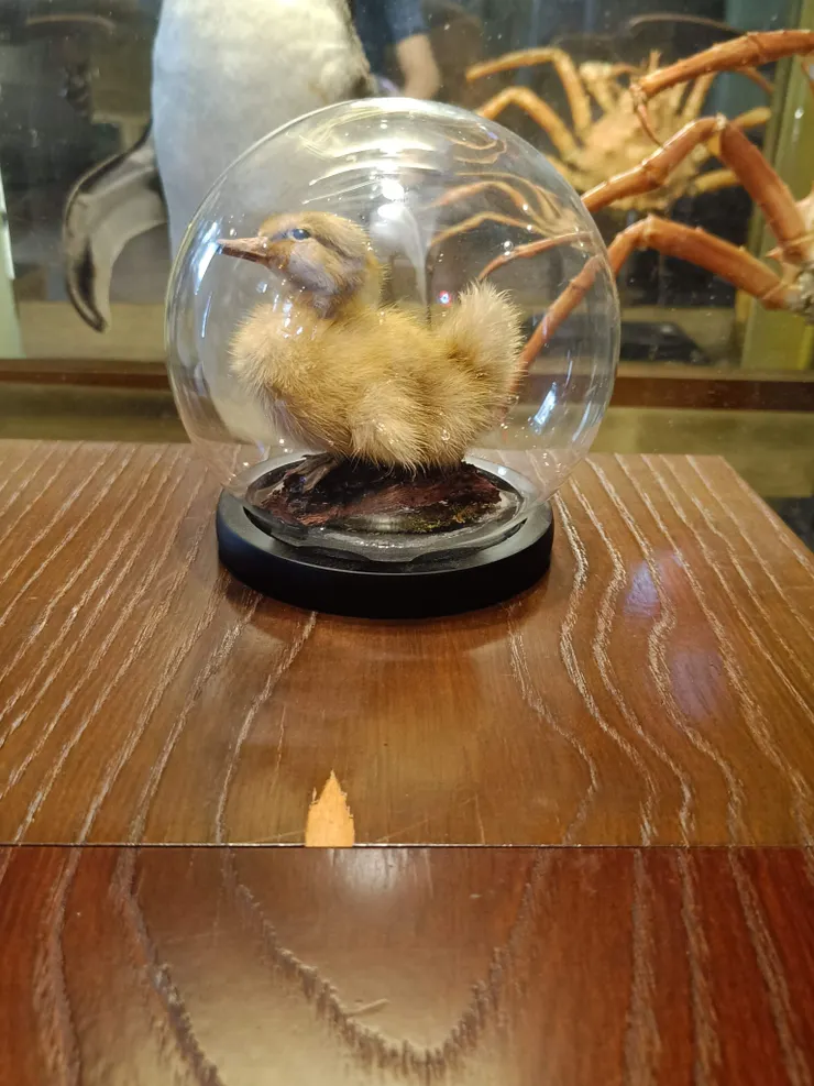  桌上的鳥類標本(背後是企鵝及螃蟹)