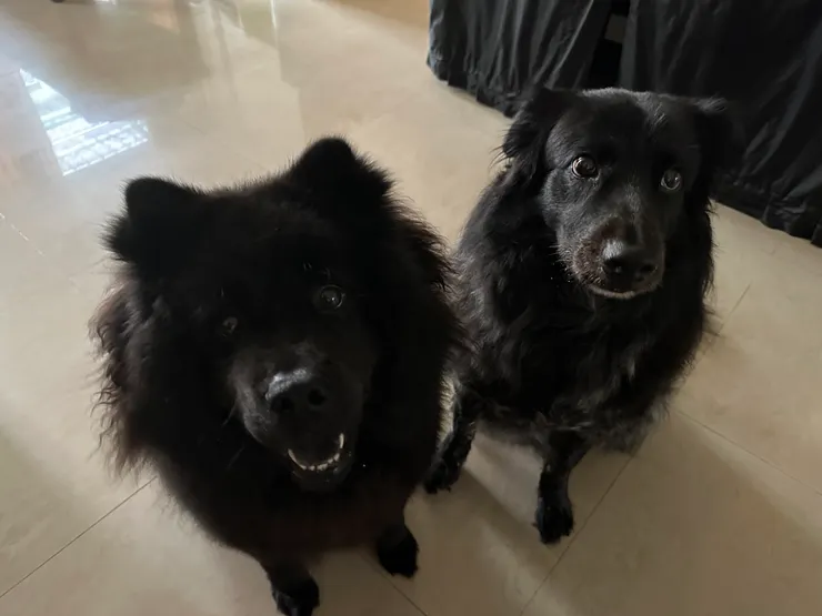 喔對了，這個就是我捨不得的那狗勾