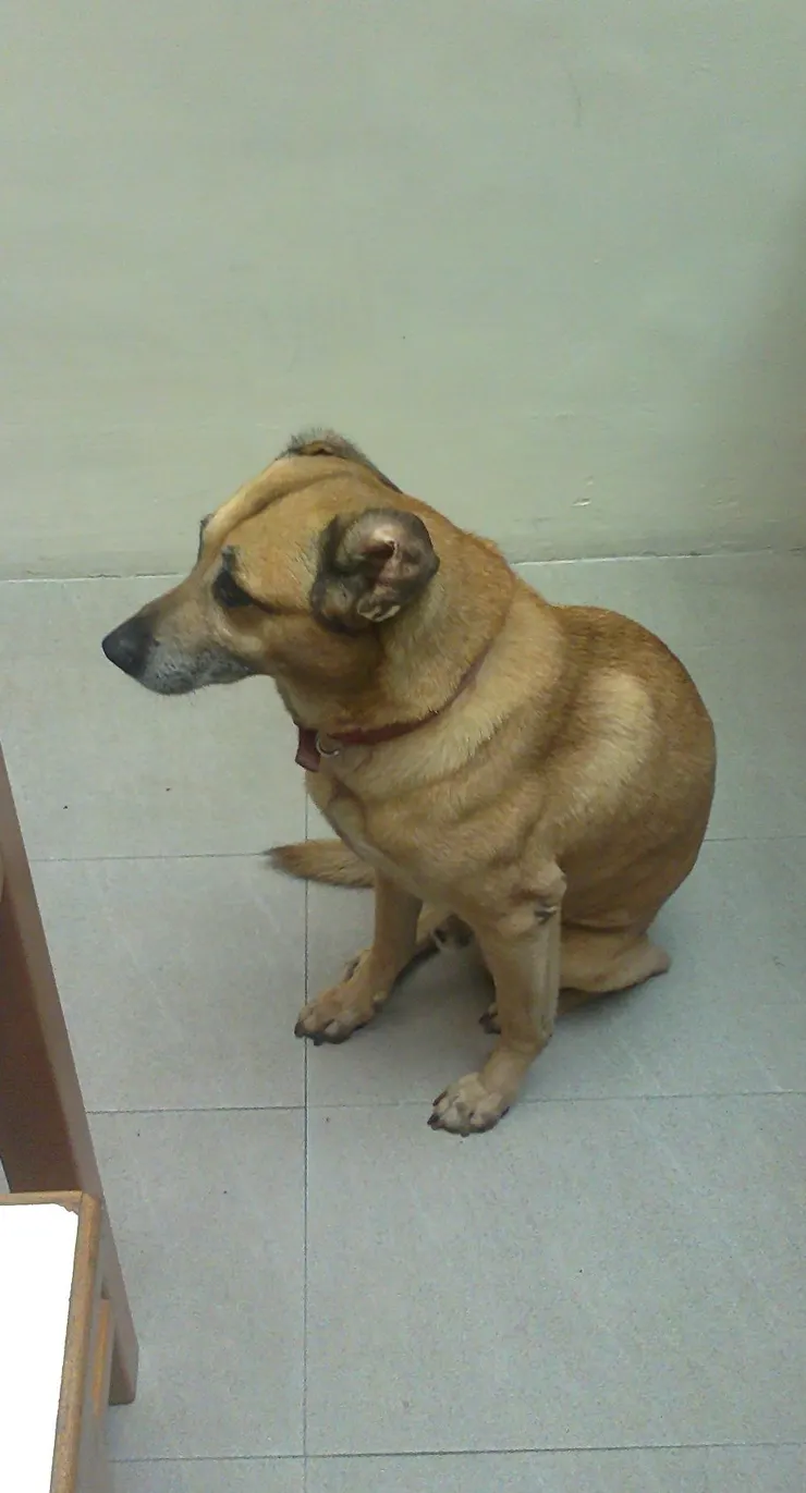 老師所飼養的米克斯寶弟，相當聰明和愛吃的狗狗，會自己開木門，在筆者上大學後不久就去了彩虹橋