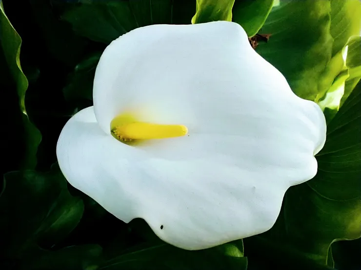 飛不上枝頭、成不了鳳凰的蓬門蓽戶女