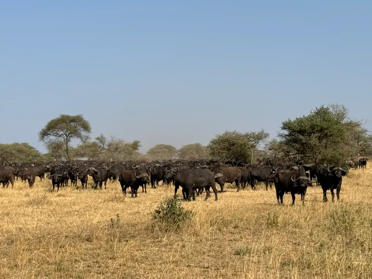 突然冒出來的水牛群