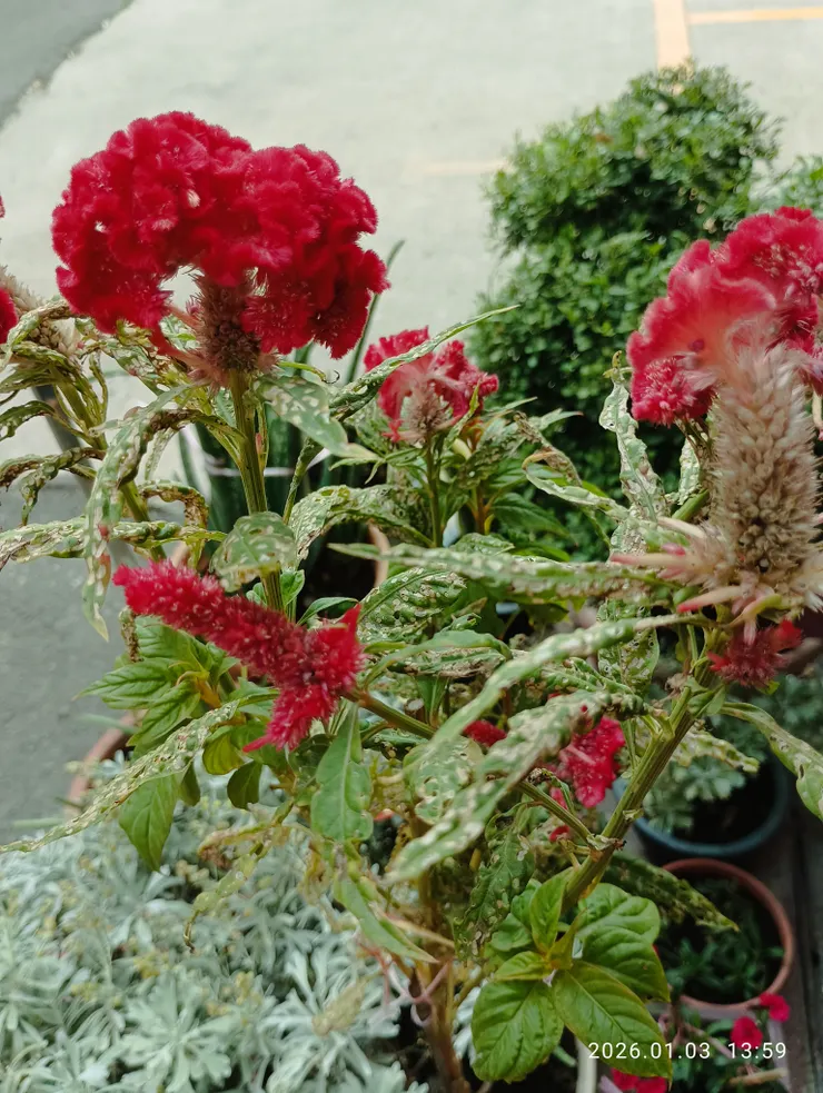 雞冠花，皆自拍攝