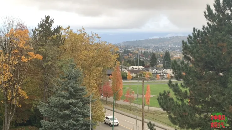 2025年10月26日-秋冬4度的雨季楓紅-