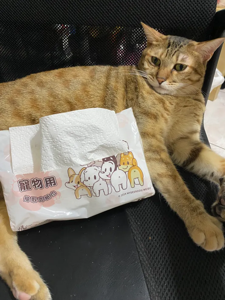 一年後還是情人寵物用衛生紙最好用