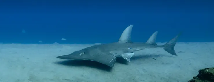 因魚翅聞名的瀕危物種 —— 龍紋鱝也來到保健室。《我們的海洋》影片截圖