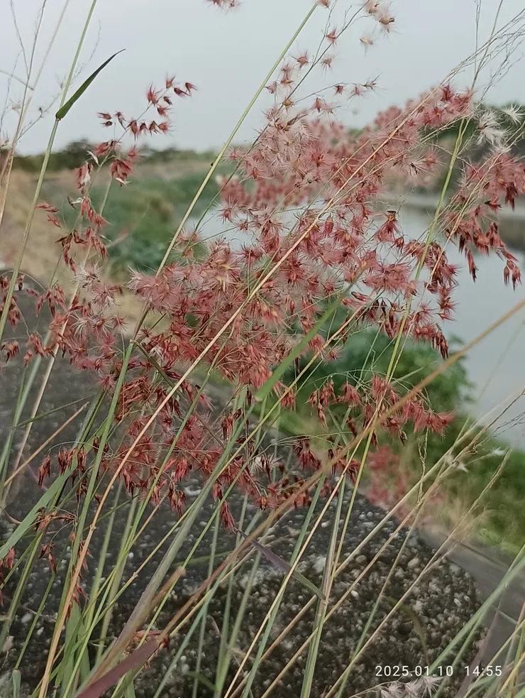 常生長於河溪邊的紅毛草