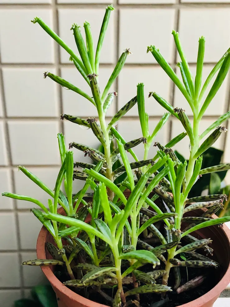 帶回去種的「不死鳥」過了一段時間之後,變成偏綠色了。