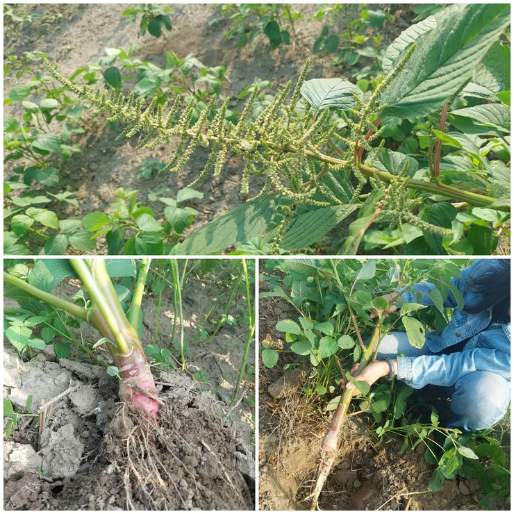 足足有半人高的野莧菜,根非常粗硬,必須動用圓鍬才能連根挖起。