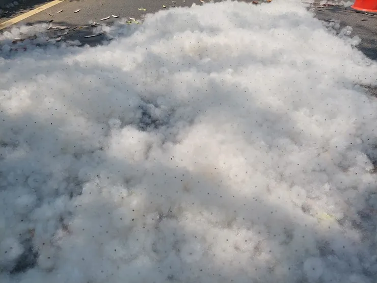 日正當中頂著36度高溫的艷陽，看到路上這一堆雪，瞬間讓人清涼起來！