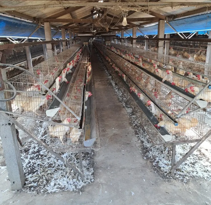 親眼目睹強迫換羽的現場