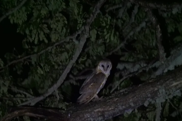 終於現身的Barn Owl