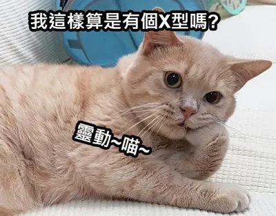 X型靈動地優雅領券