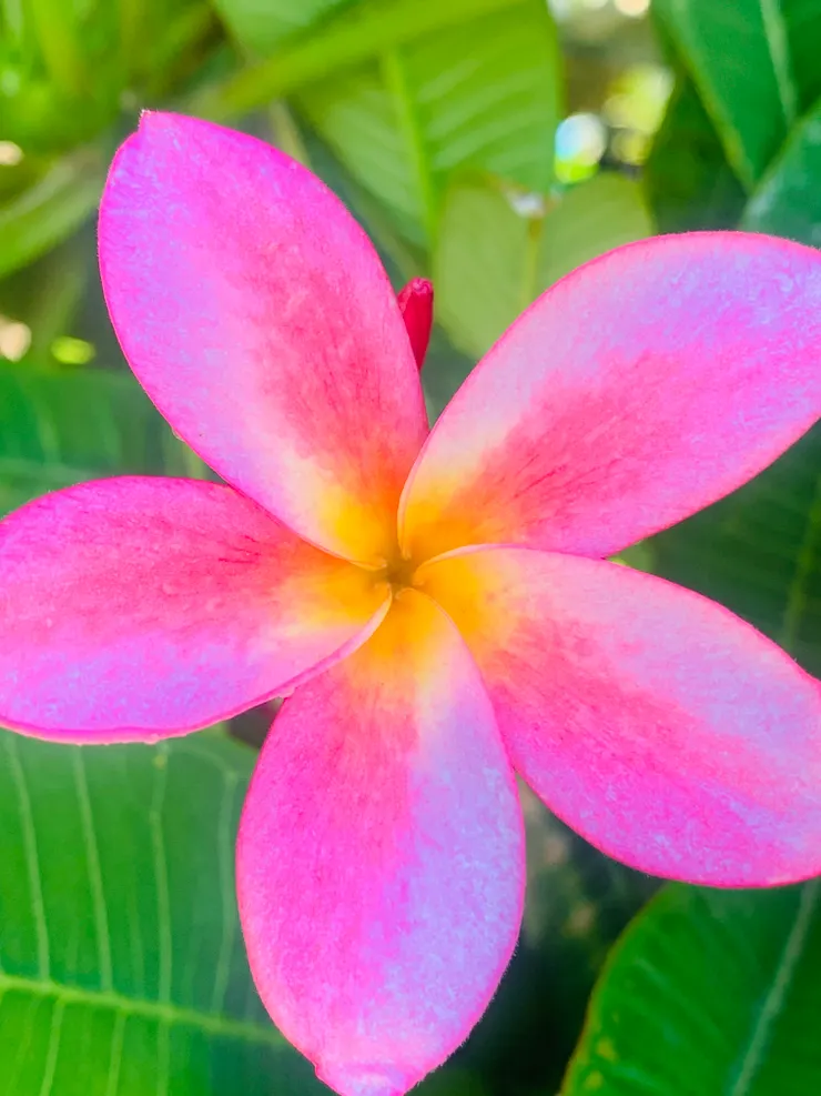 對自己好，成為自己生命中的最嬌豔欲滴的那朵紅花。