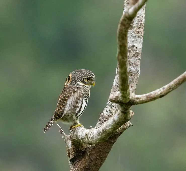 圖18 感謝壽星帶來的好福氣，而女主角也開心表示拍到熊鷹、鵂鶹。能夠拍到這個角度的小葫蘆，真是太幸福(攝影者 簡慧真)