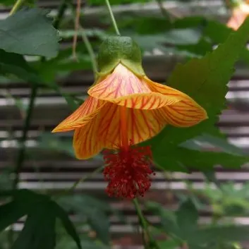 台北柳樹的沙龍