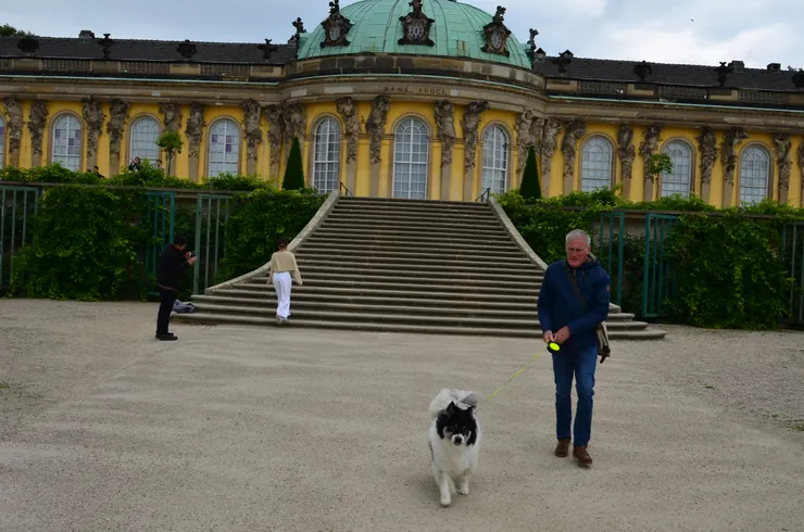 德國大叔牽著狗散步好可愛