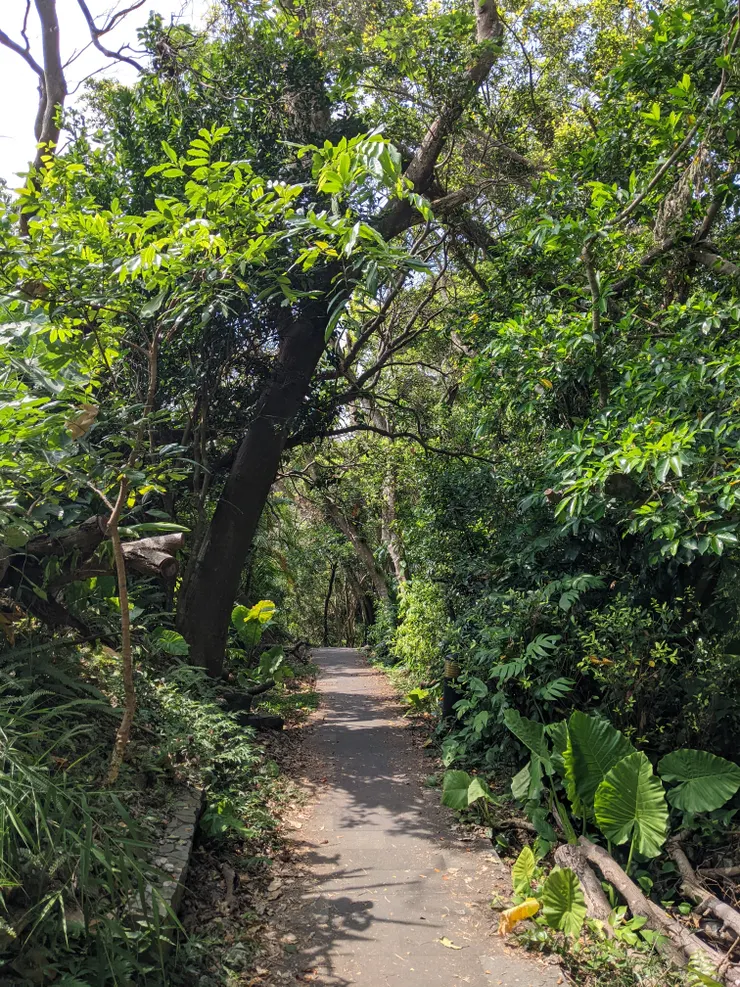 涼爽的樹蔭步道