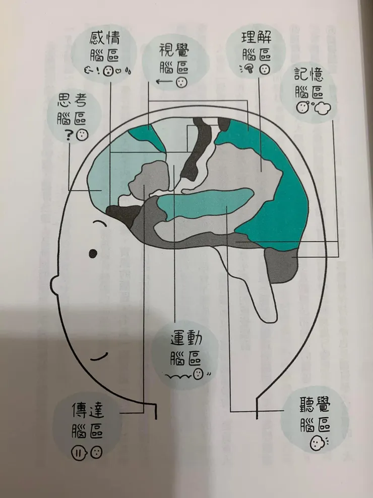 大腦1000億個細胞簡略分8大腦區