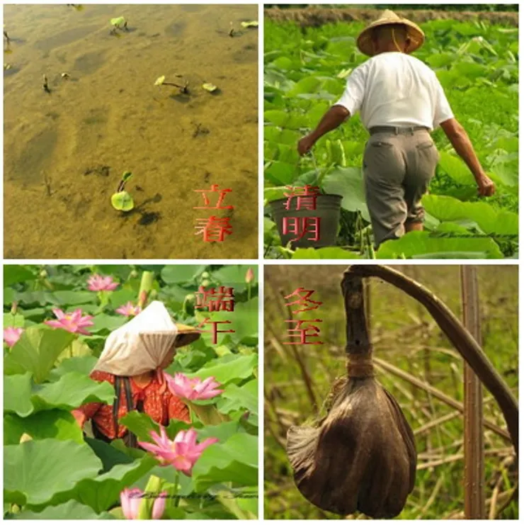 荷的四季，即便到冬天的枯荷時節，其花梗仍是挺直的