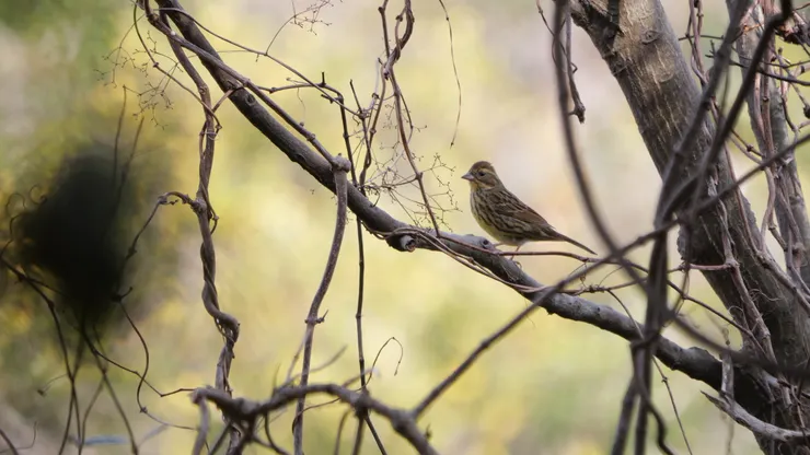黃喉黑臉鵐（女）