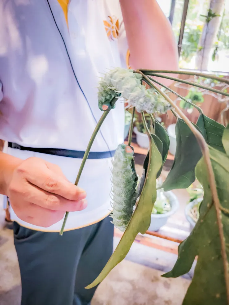 皇蛾幼蟲！！！我摸了天呀好神奇