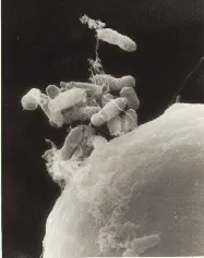 農桿菌與植物細胞。由 A. G. Matthysse, K. V. Holmes, R. H. G. Gurlitz - The White House, 公有領域