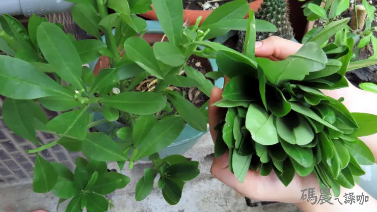 迷你菜園中的「土人蔘」