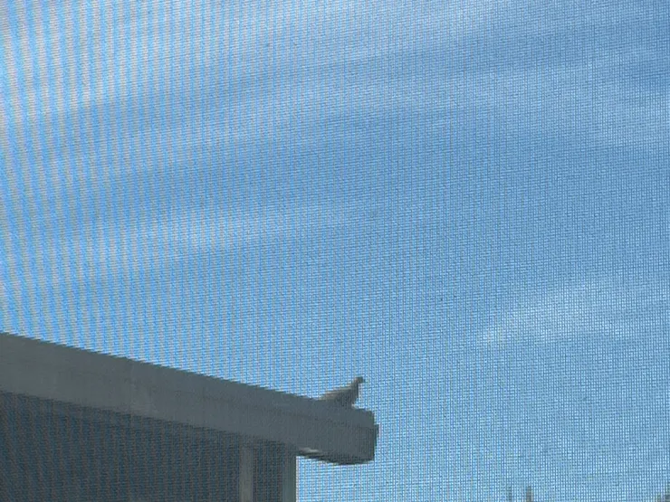 我不敢輕舉妄動，怕打開窗戶牠就飛走了😅