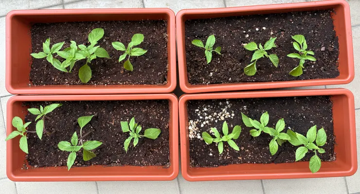 12顆就層塔入大盆,好像有點太大...