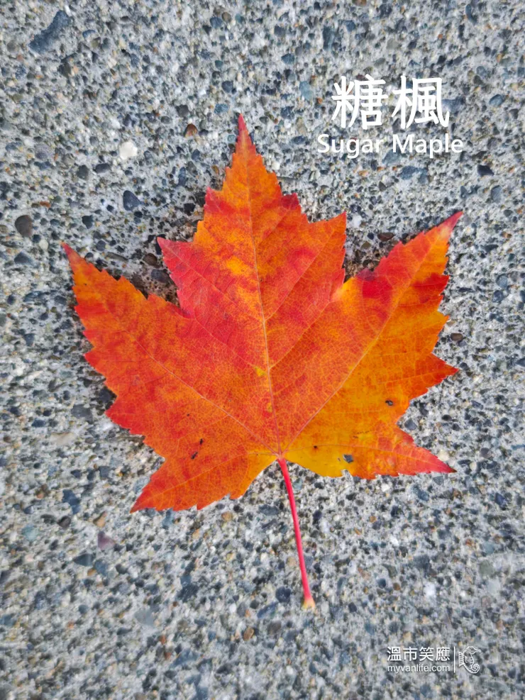 產出楓糖的品種，據說加拿大國旗也是以它的形狀為本