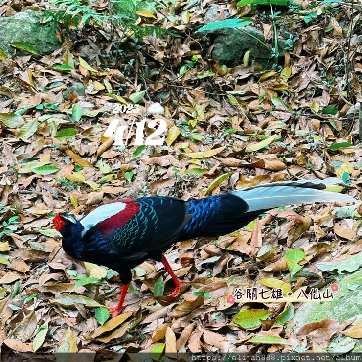 【谷關健行/住宿】谷關七雄老大。海拔2366公尺八仙山主峰。