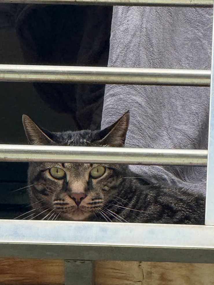 2026/04/05 羽毛球觀眾