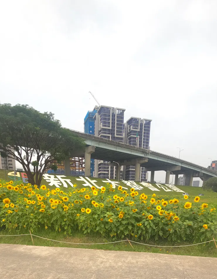 大都會公園花海地景開始了，高大向日葵超吸睛！