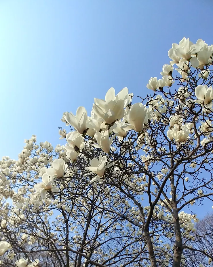 拍攝於2019年3月22日，韓國慶州 大陵苑