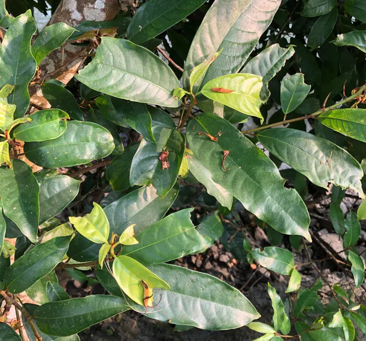 石牆蝶寶寶在哪裡？